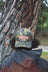 HUNTERS CAMO HAT